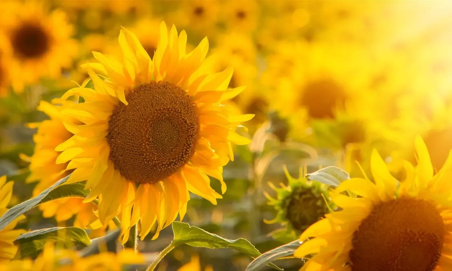 Sunflower Field Open at Rhossili in Gower