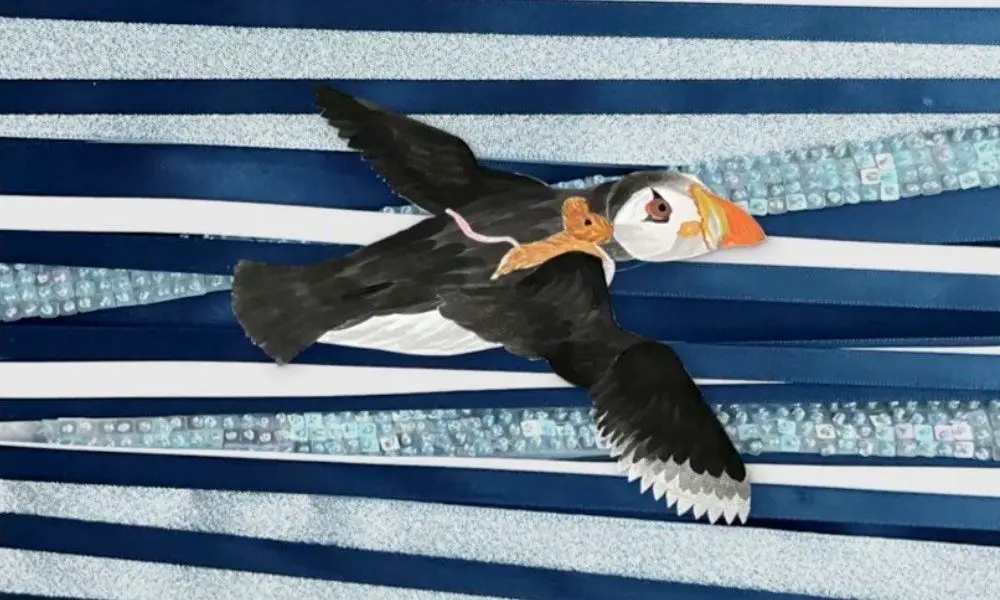 Puffling Percy in Aberystwyth