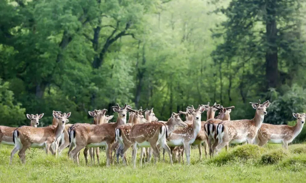 Dinefwr Park