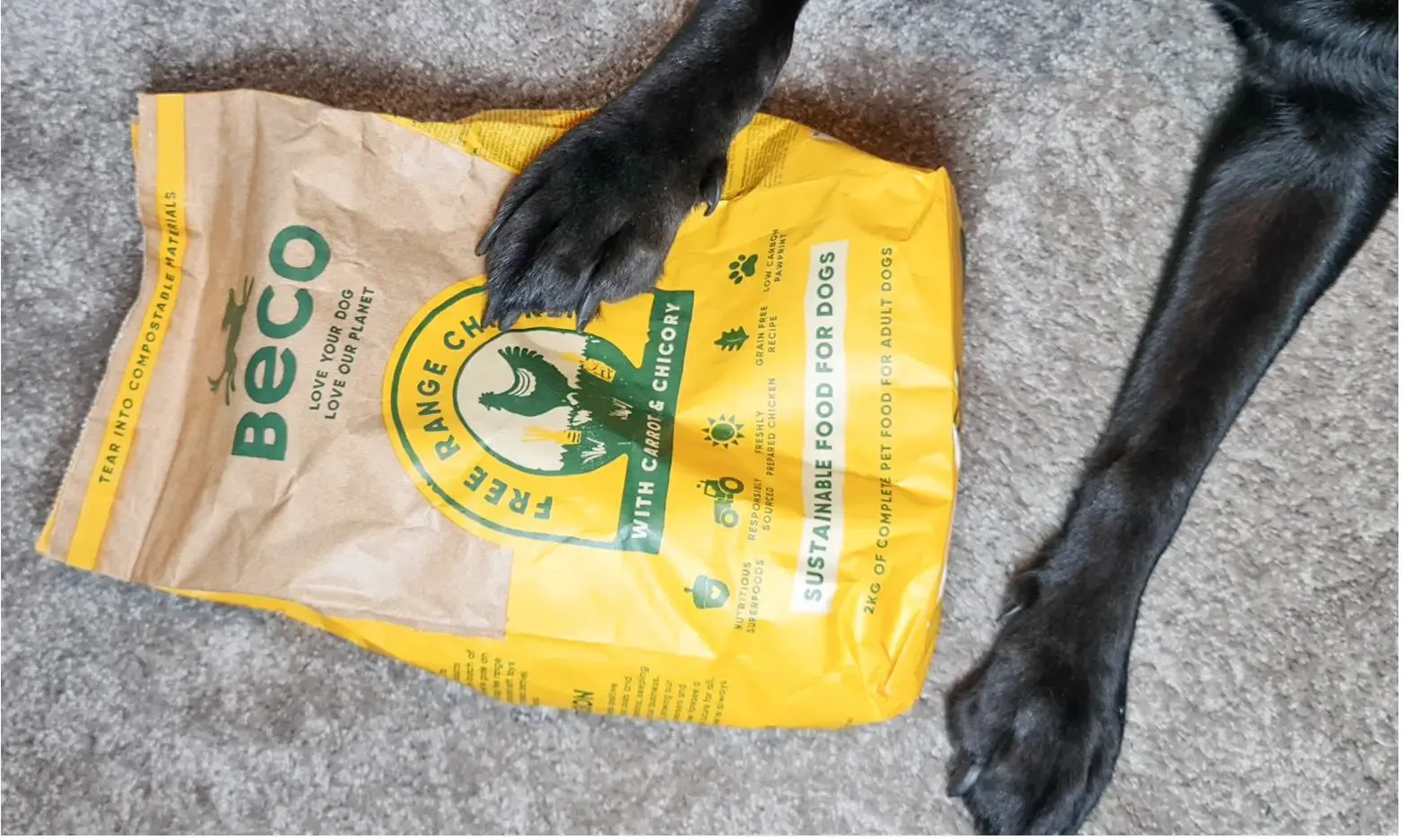 How to be an Eco-Friendly Family with Beco Pets