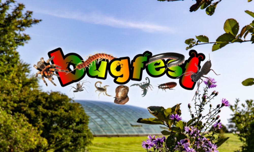 Bug Handling with Bugfest Botanic Garden of Wales