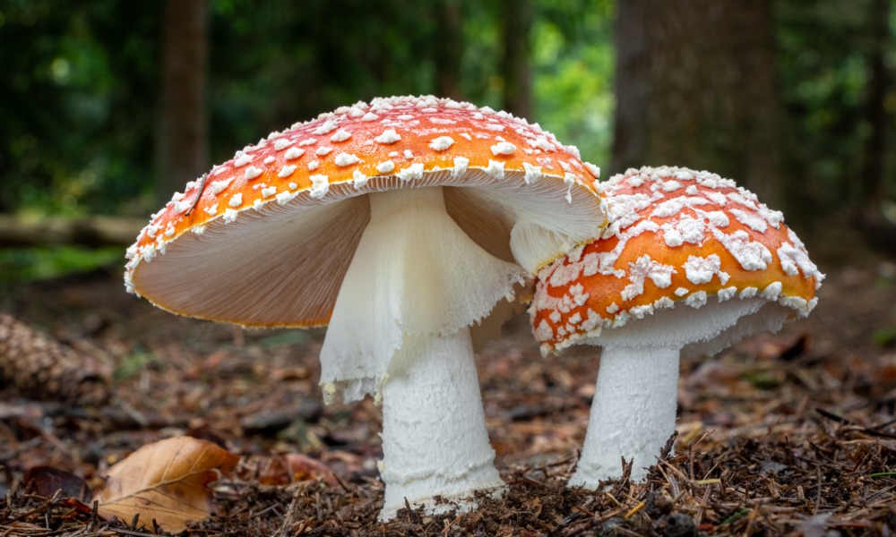 Fungus Day at National Botanic Garden of Wales