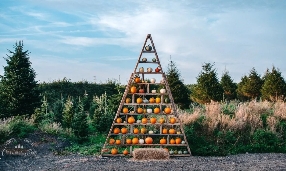 Gower Fresh Christmas Trees