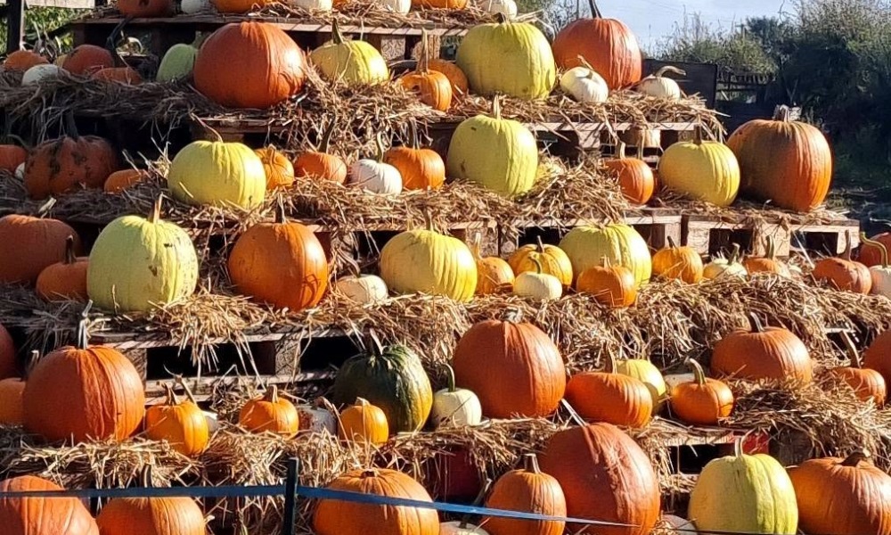 Greenacre Market Garden Pumpkin Patch