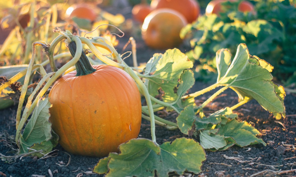 Ivy Tower Pumpkin
