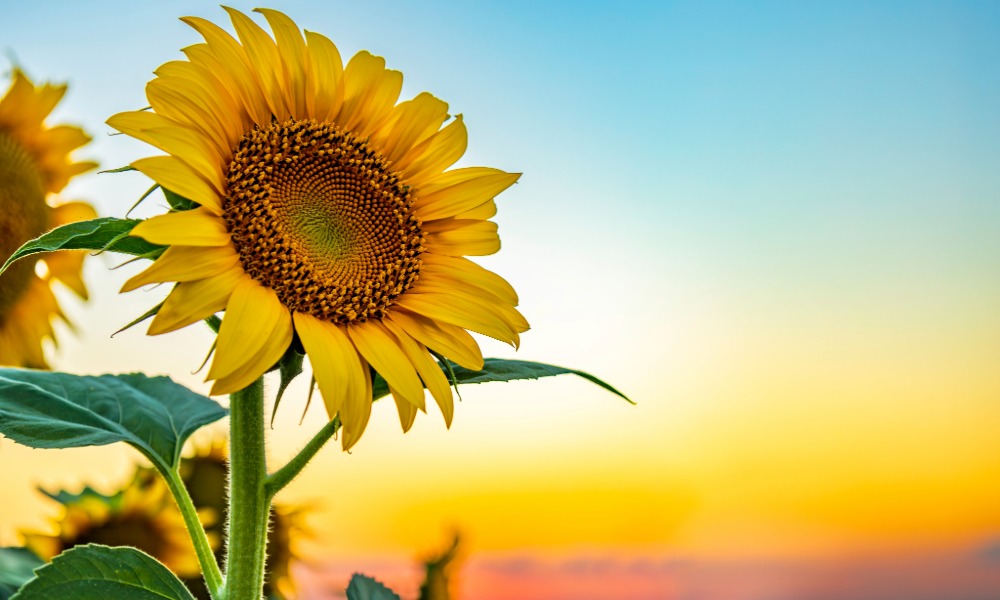 Mountain Farm Sunflowers