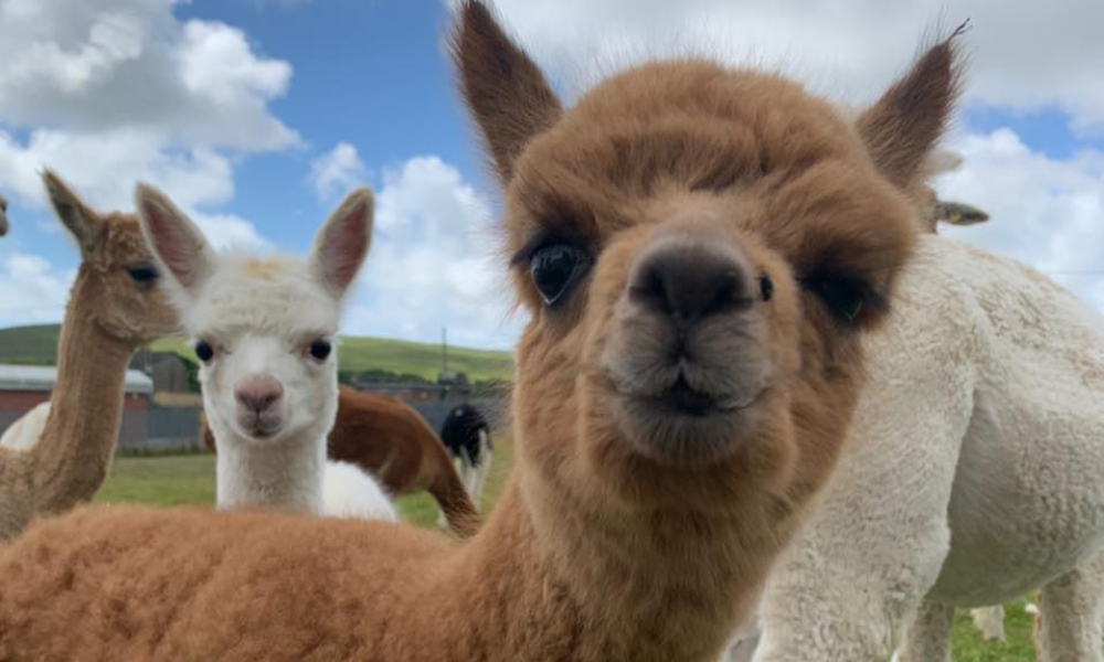 PLACES TO GO IN SWANSEA Penrhallt Alpacas