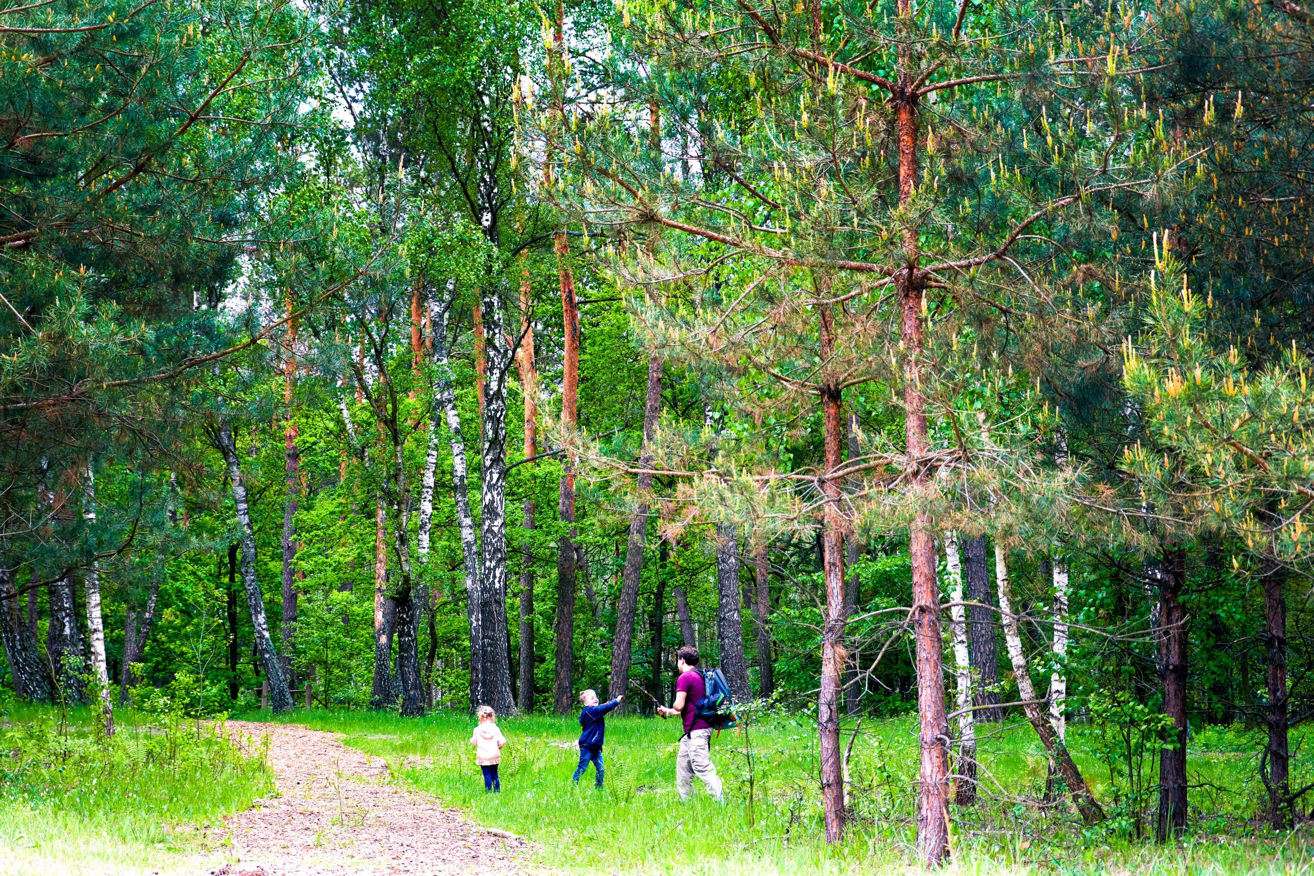 Why Feeding Wild Birds Can Help Your Childs Mental Health Family Getting Closer to nature