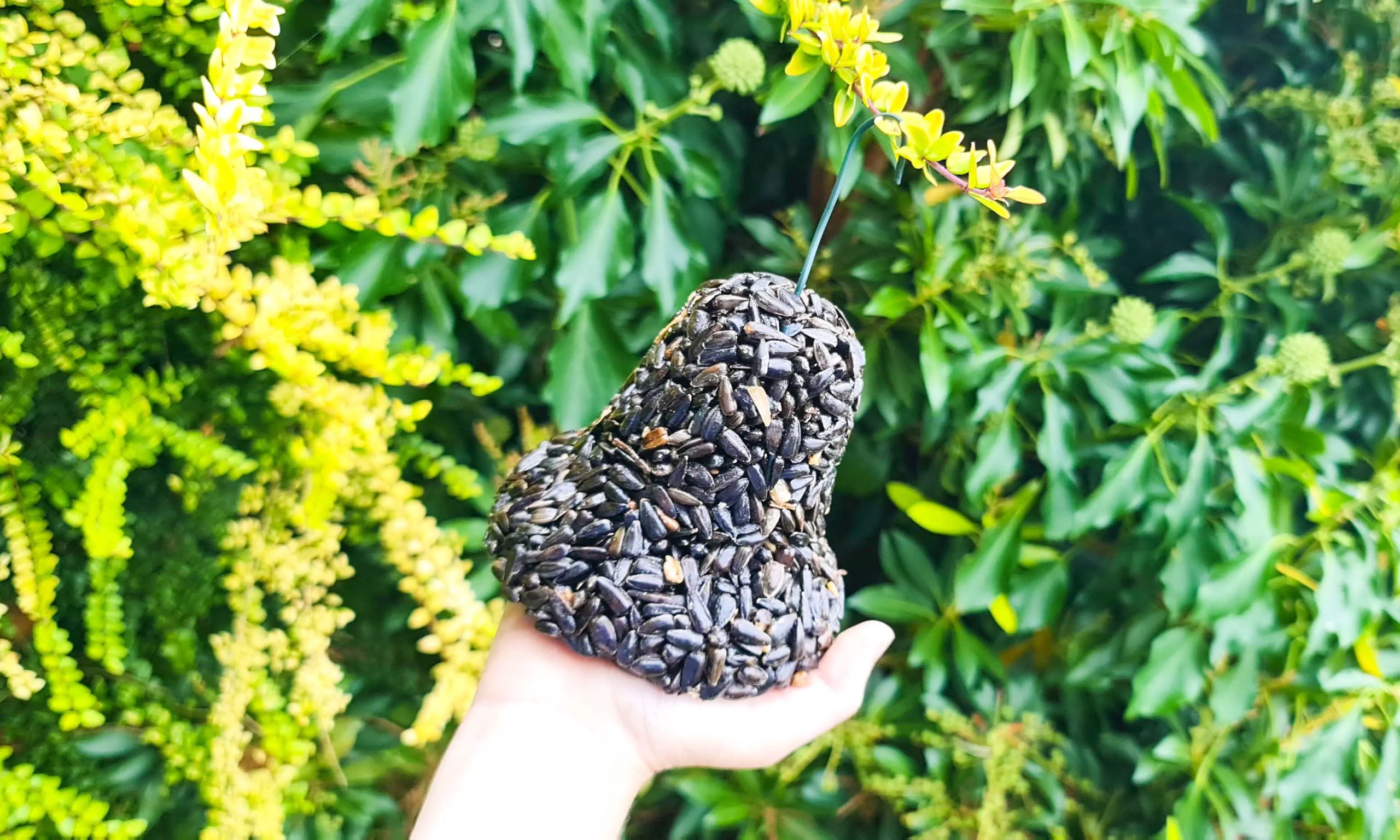 Henry Bell Wild Bird Care review Henry Bell Black Sunflower Seed Bell