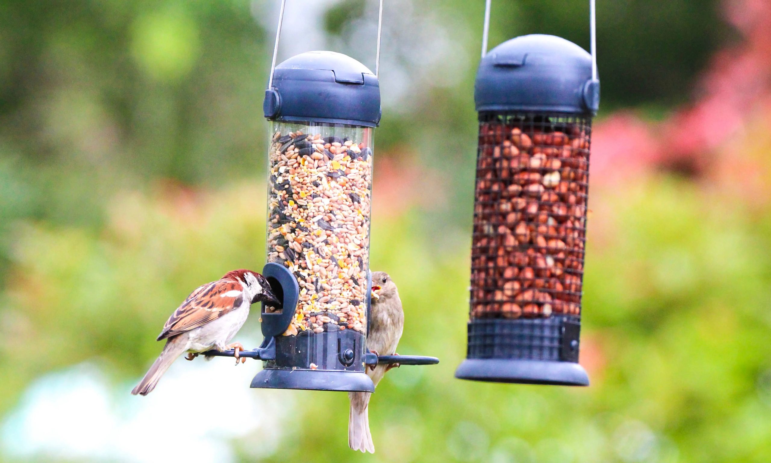 Henry Bell Essential Pre filled Feeders Superior Seed Mix Peanuts