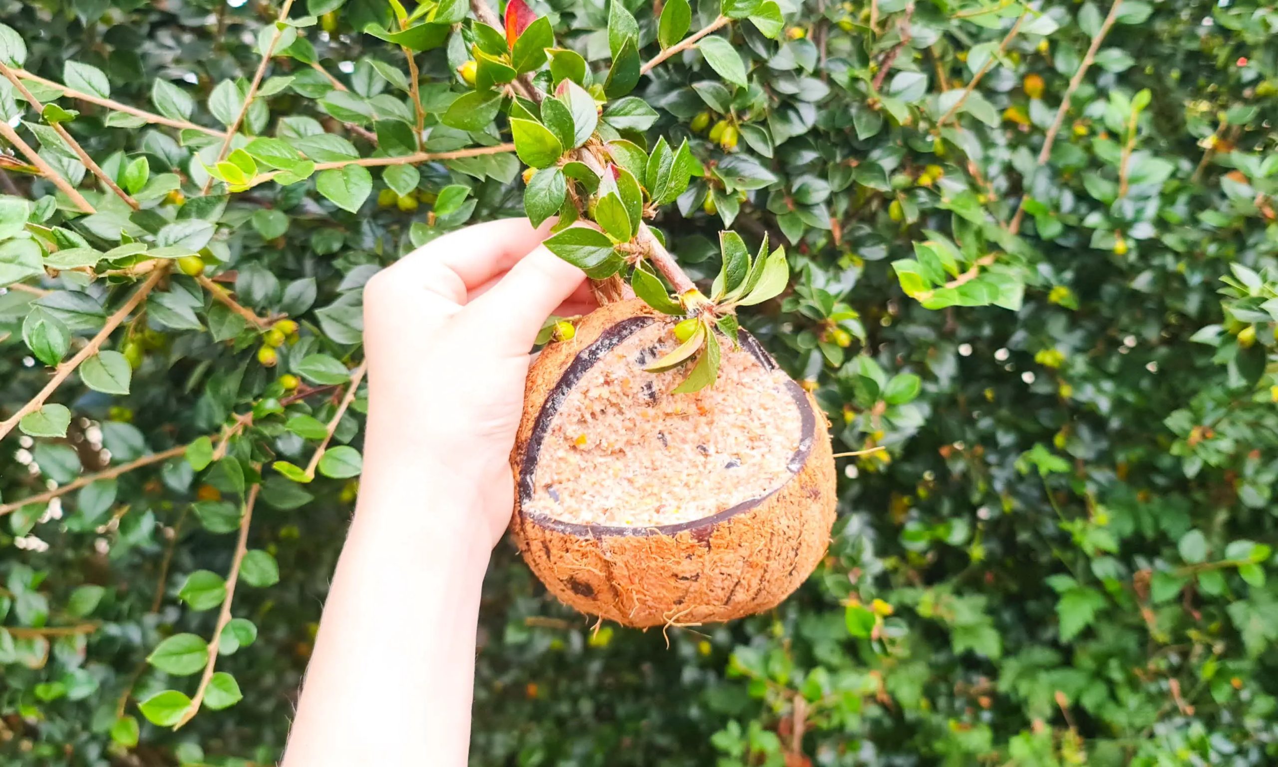 Henry Bell Wild Bird Care review Coconut Suet Bird Feeder