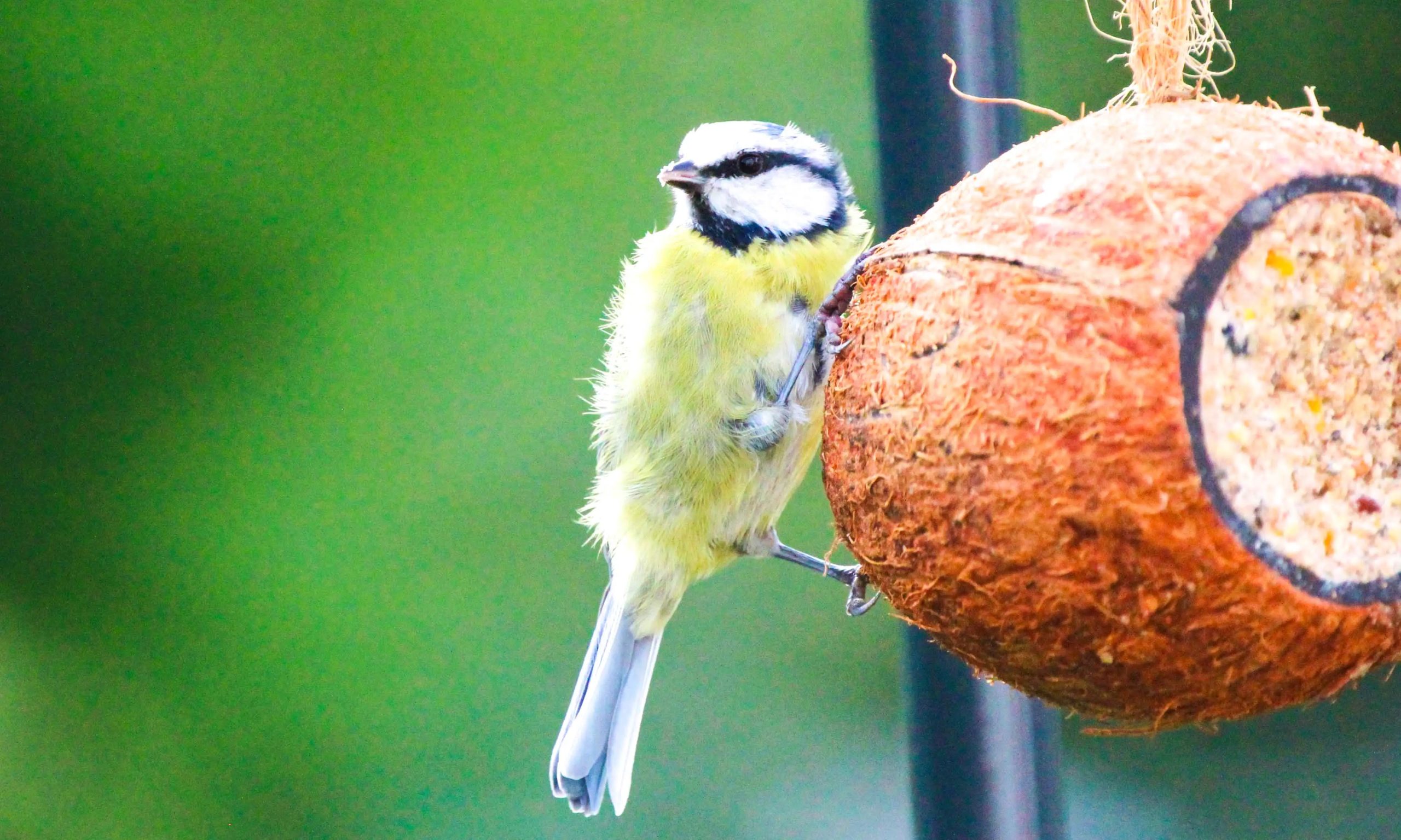 Why Feeding Wild Birds Can Help Your Childs Mental Health