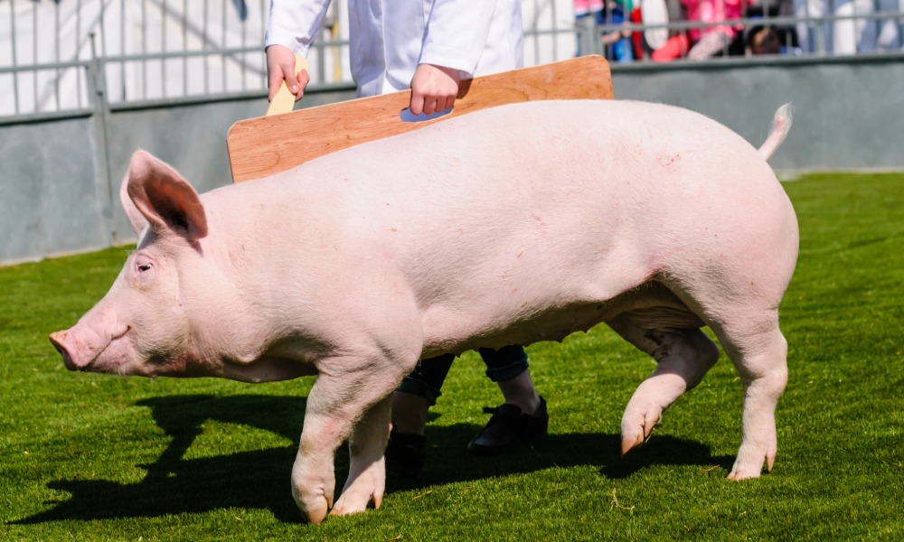 Pembrokeshire County Show