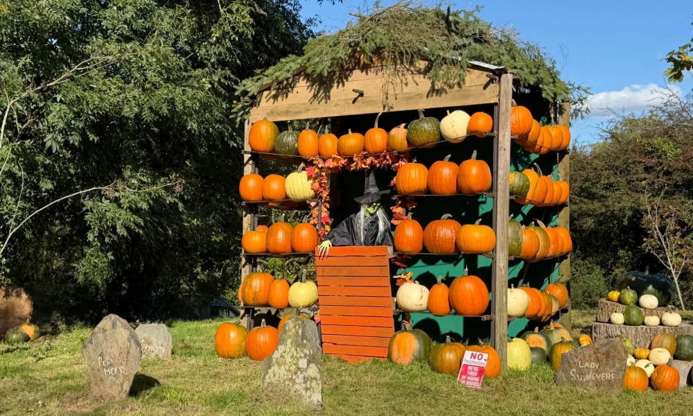 Pembrokeshire Pumpkins