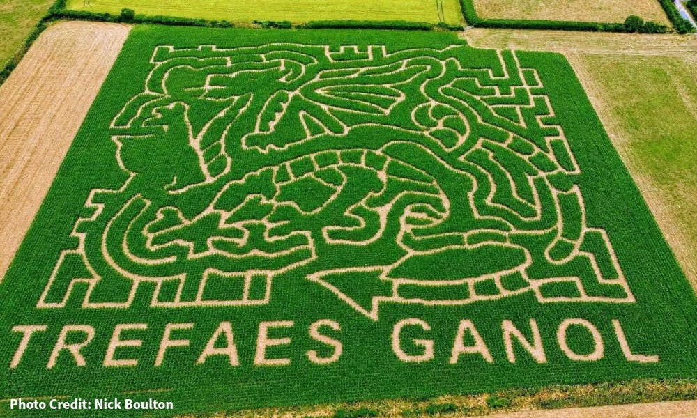 Pembrokeshire Sunflowers Maize Maze
