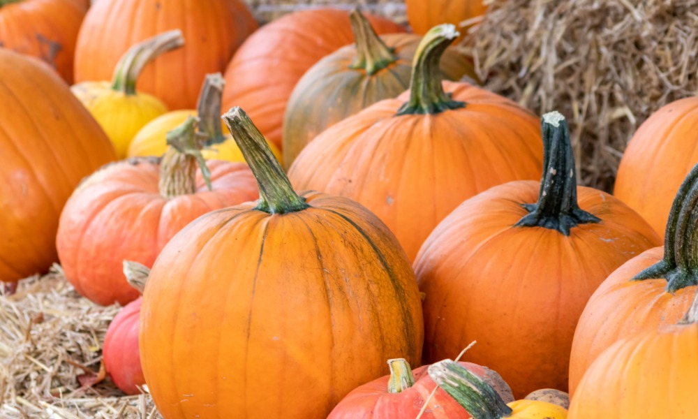 Pentwyn Petting Farm Pumpkin Patch