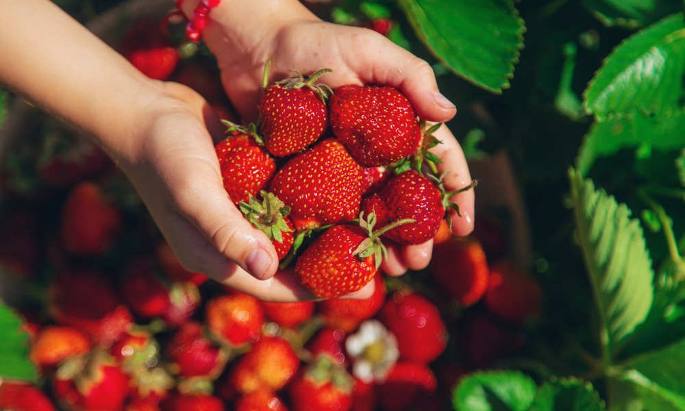 Pick Your Own Fruit in Gower