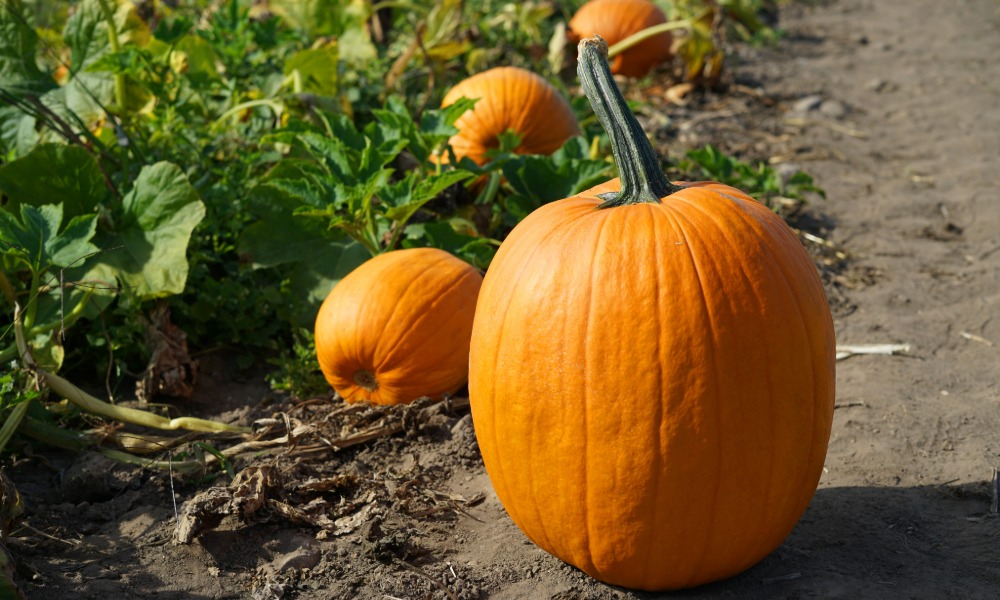 Pwmpenni Panthwylog Pumpkins