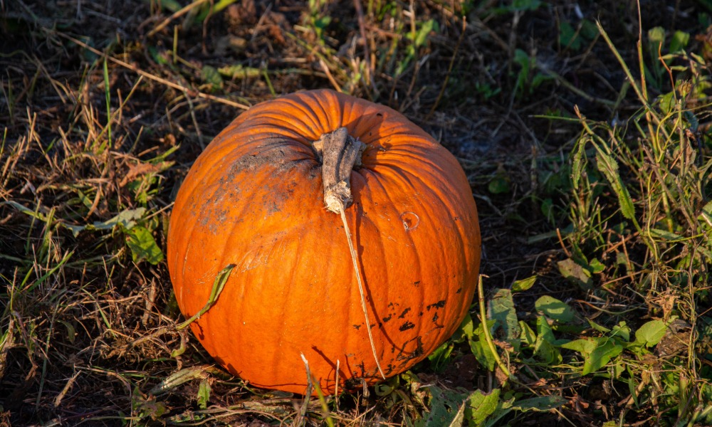 Pwmpenni Panthwylog Pumpkins
