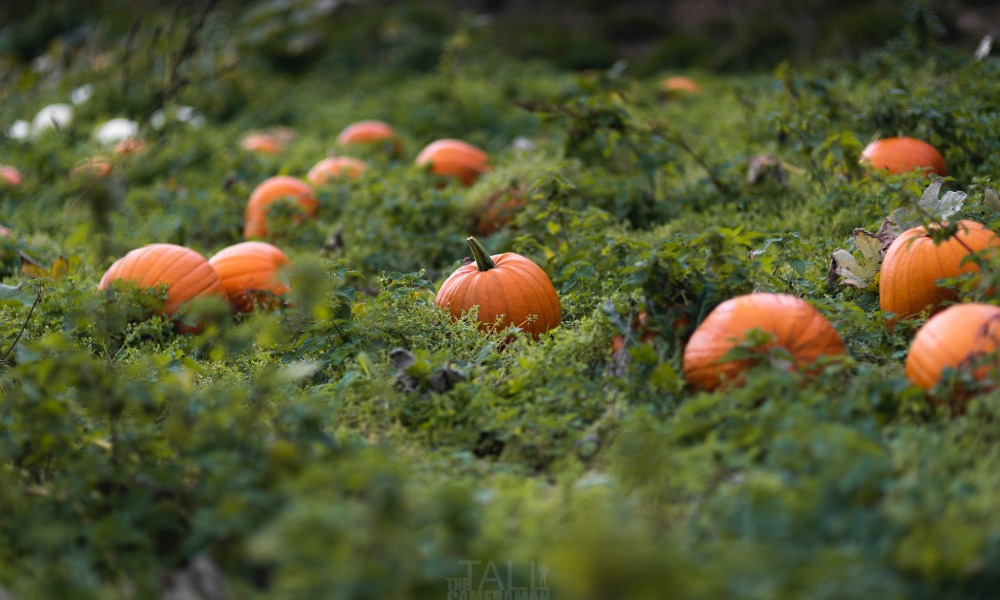 Pwmpenni Pendre Pumpkins