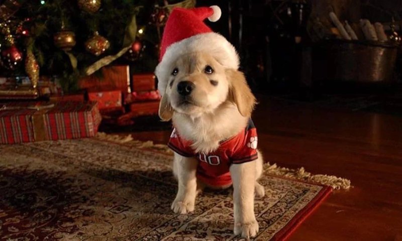Santa Buddies