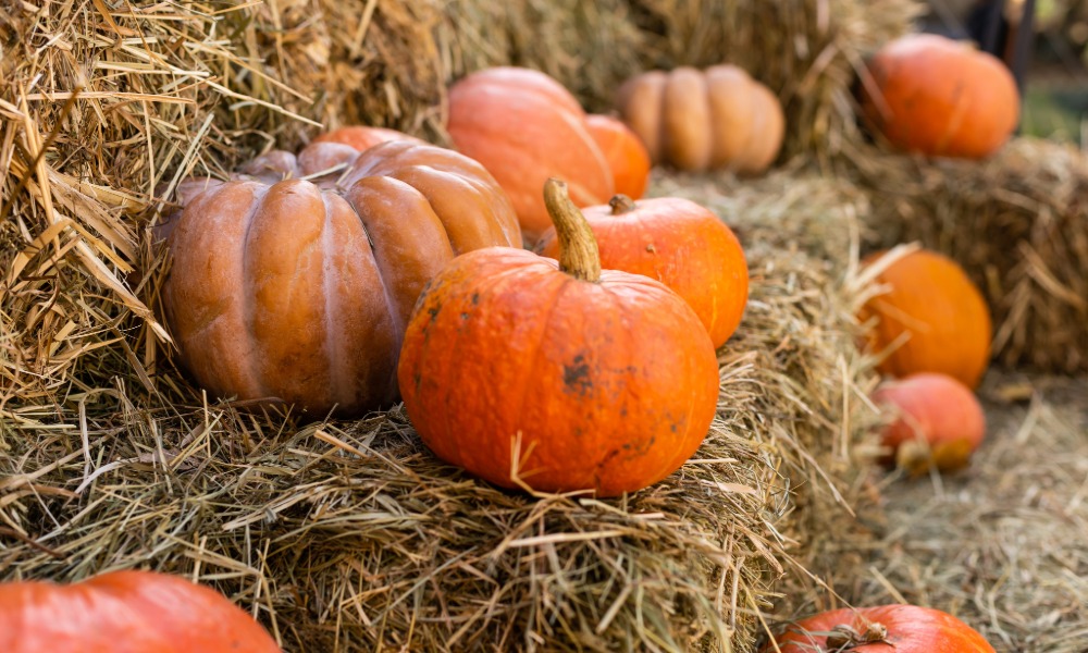 Tenby’s Pumpkin Patch