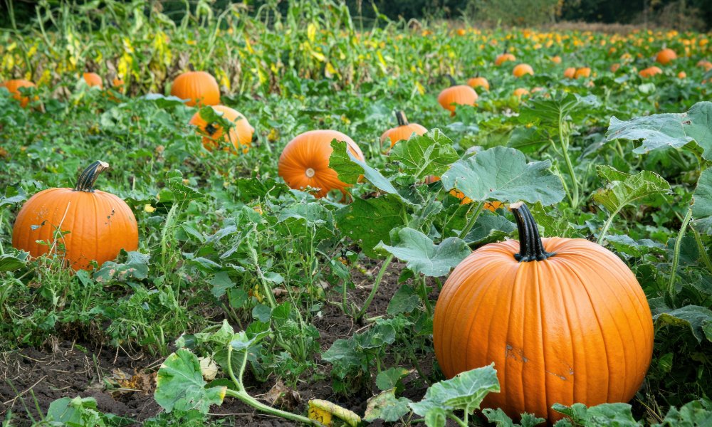 WHATS ON IN CARMARTHENSHIRE Prices Pumpkin Patch