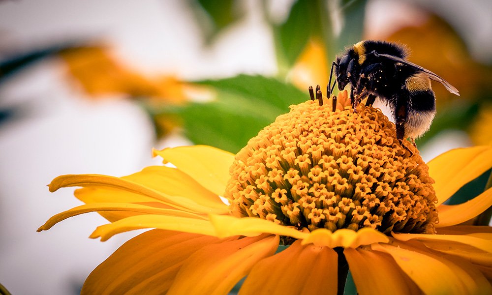 Bumble Bee Facts for Kids