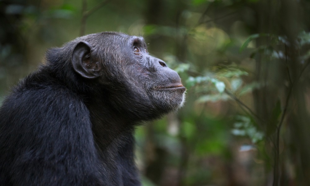 Wales Ape and Monkey Sanctuary Animal Attraction Wales