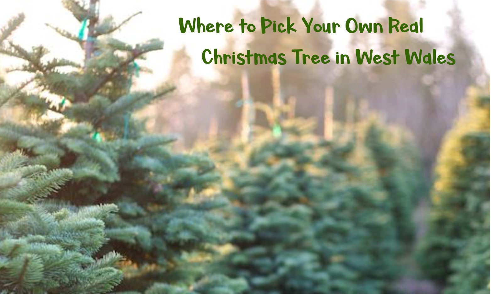 Where to Pick Your Own Real Christmas Tree in West Wales Main