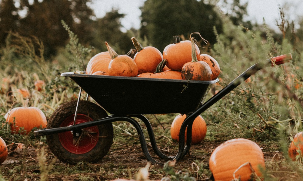 Will’s Farm Pumpkin Patch