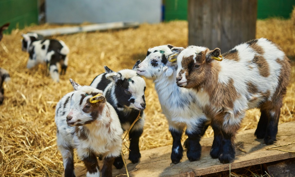 Wills Farm Pygmy Goats in Swansea