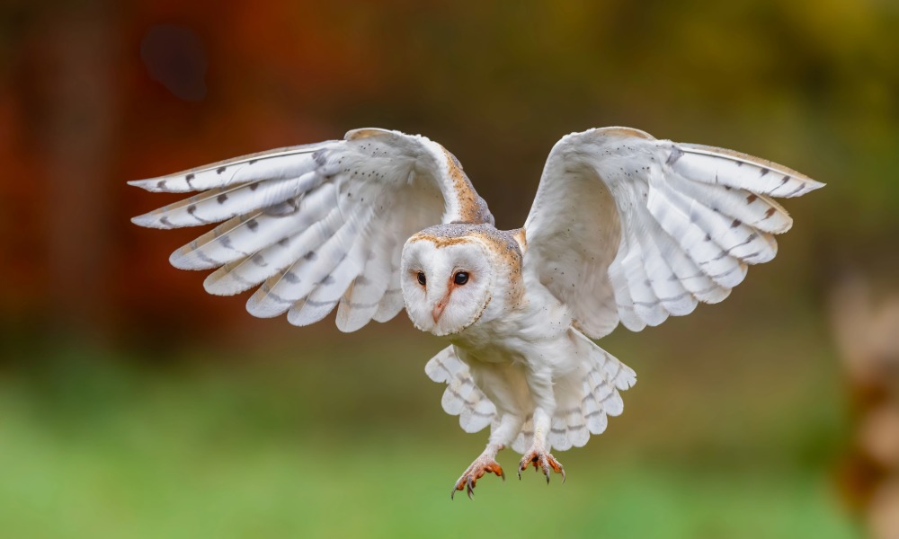 the British Bird of Prey Centre BARN OWL