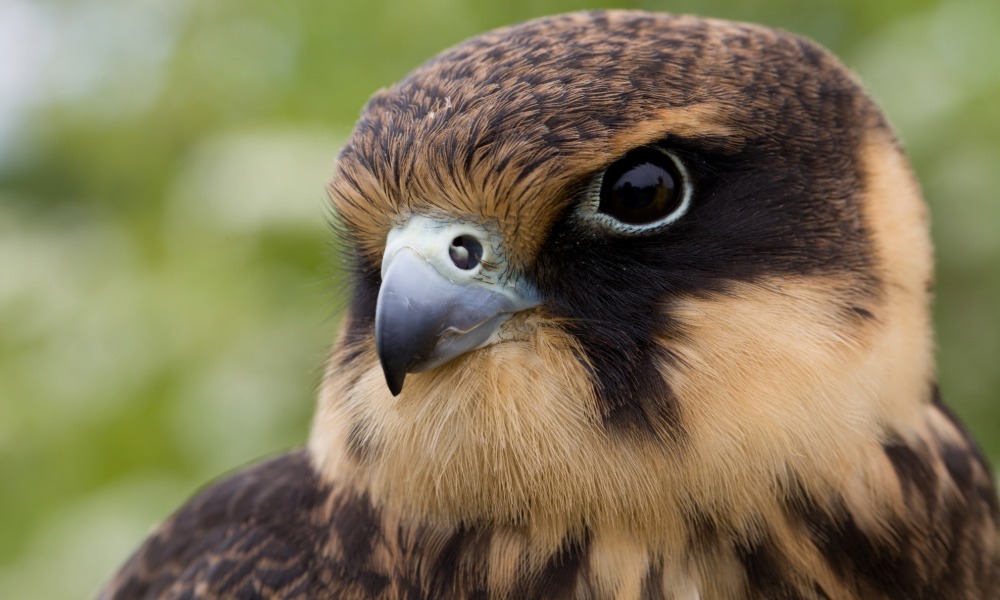 the British Bird of Prey Centre CARMARTHENSHIRE