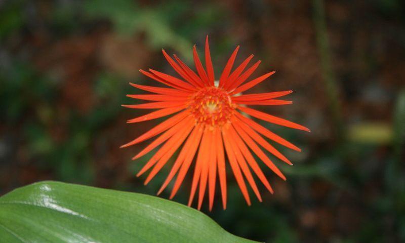 Barberton Daisy in article