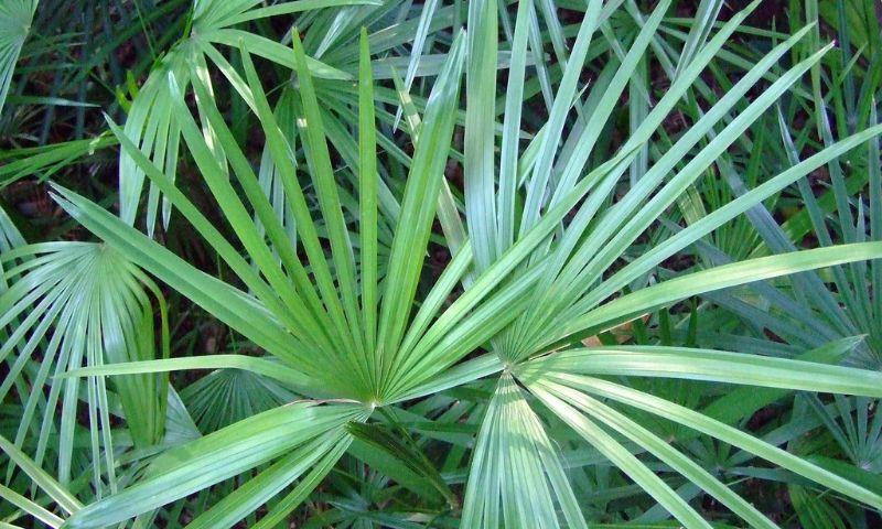 Broadleaf Lady Palm In Article