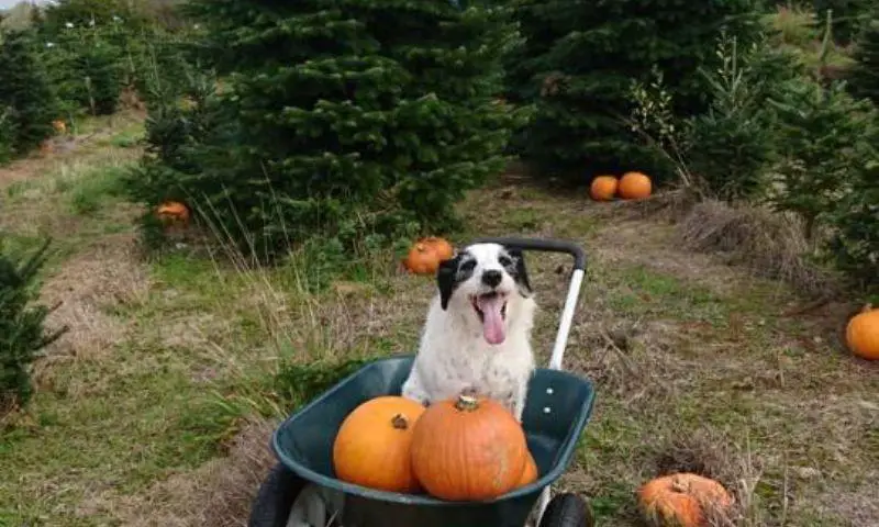 Gower Fresh Christmas Trees Pumpkin Patch