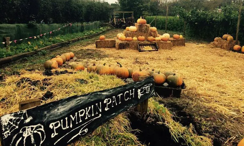 Greenacre Market Garden Pumpkin patch