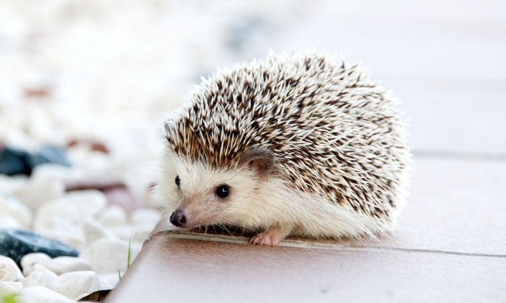 Hedgehog Awareness Week 2018