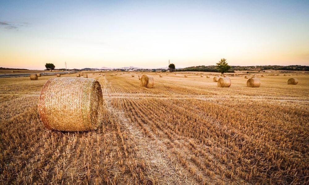 Top Tips on Teaching Kids Where Their Food Comes From