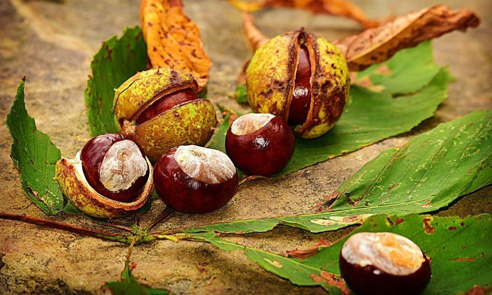 Conker Craft Ideas