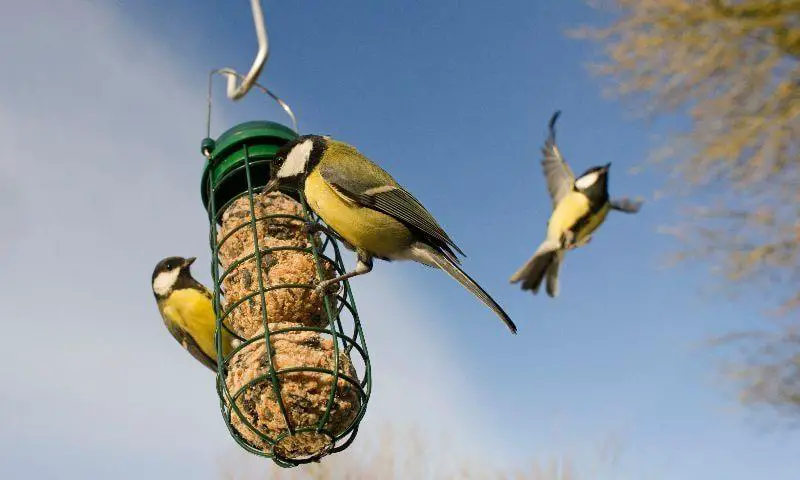 LATEST NEWS How to Take Part in the RSPB BIG Garden Birdwatch in West Wales in article min