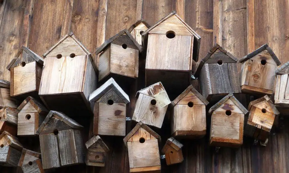 How your Family can Take Part in National Nestbox Week