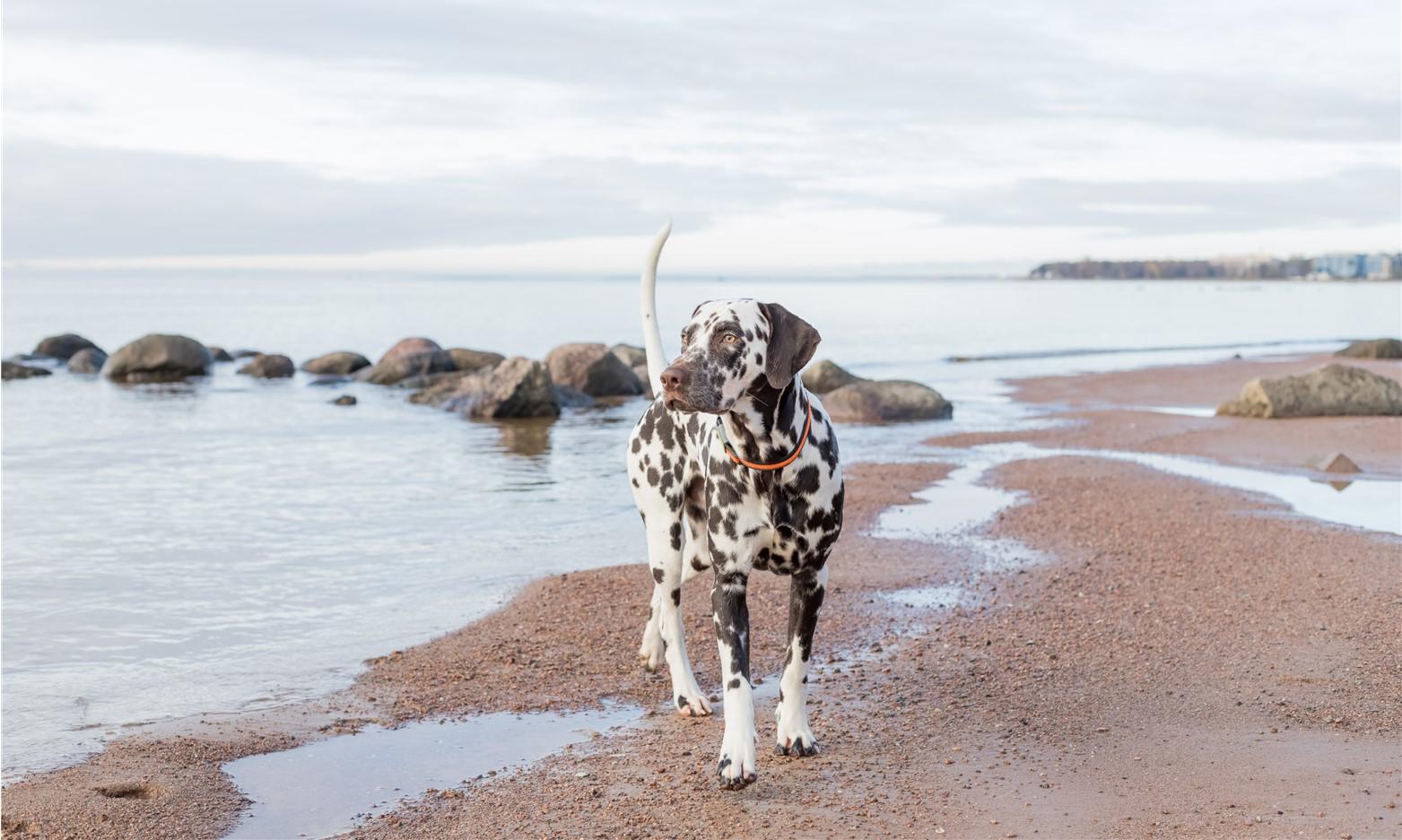 List of West Wales Beaches You Cannot Take your Dog to this Summer
