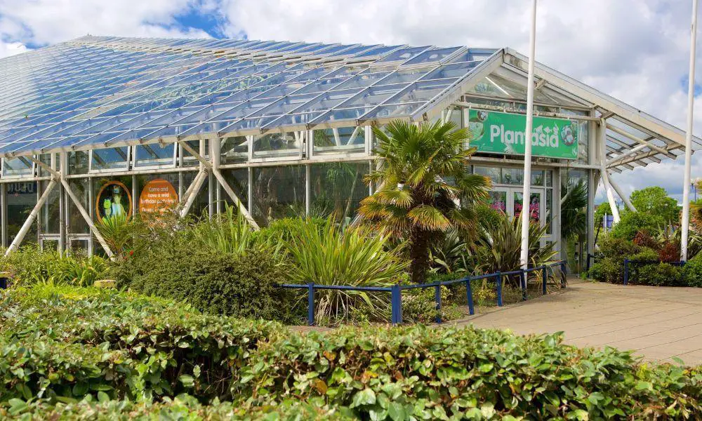 Plantasia Attraction in Swansea has a Bright New Future