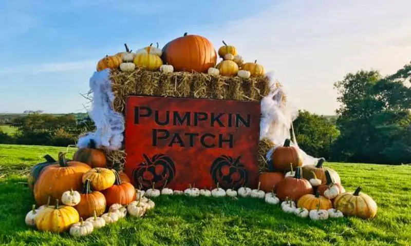 LATEST NEWS Windsor Farm Pembrokeshire Pumpkin Patch