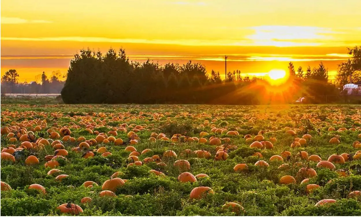 PLACES TO GO IN PEMBROKESHIRE Pembrokeshire Pumpkins West Wales Pumpkin Patches