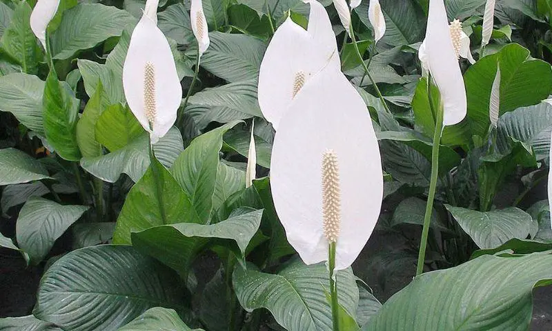 Peace Lily In Article