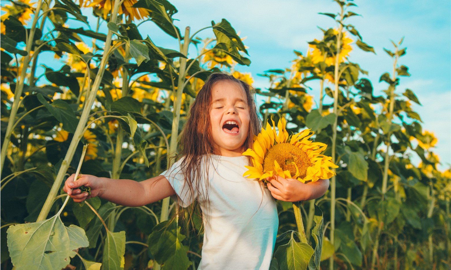 Pembrokeshire Family Day Out in Around Half a Million Sunflowers