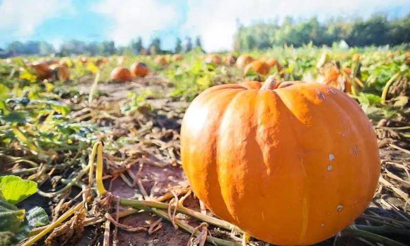 Penyfodau Fawr Farm Shop Pumpkin Patch